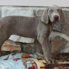 Sladk� V�marsk� oha�