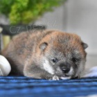 Mil��ku Shiba Inu