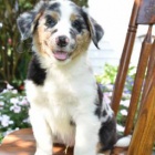 Radostn� australsk� ov��k