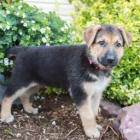 Povinn� n�meck� ov��k