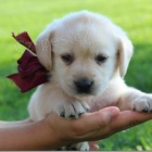 Mil� labradorsk� retr�vr