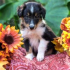 Rozko�n� shetlandsk� ov��k