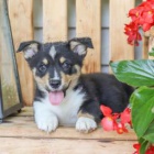 N�dhern� Welsh Corgi (Pembroke)