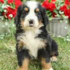 Sladk� bernsk� sala�nick� pes