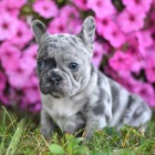 Roztomil� francouzsk� buldo�ek