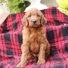 Vesel� irsk� doodle