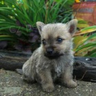 Okouzluj�c� Cairn teri�r