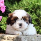Rozko�n� Shih Tzu