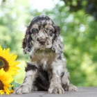 Sladk� kokr�pan�l