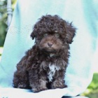 sladk� pudl (hra�ka)