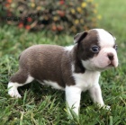 Velkolep� a zdrav� bostonsk� teri�r