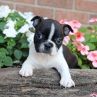  kr�sn� o�kovan� �t��ata boston teri�ra