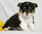 Zdrav� �t��ata Pembroke Welsh Corgi