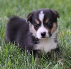 na prodej roztomil� �t�n� Pembroke Welsh Corgi