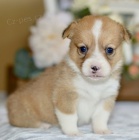 kr�sn� o�kovan� �t��ata Pembroke Welsh Corgi