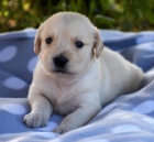 Velkolep� a zdrav� �t���tka zlat�ch retriver�