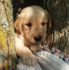 O�kovan� �t��ata zlat�ch retriver� samc� a samic na prodej