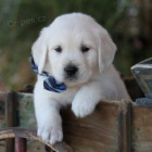 Zdrav� �t���tka zlat�ho retr�vra