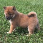 N�dhern�, zdrav� a kr�sn� �t��ata shiba inu