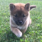 N�dhern�, zdrav� a kr�sn� �t��ata shiba inu