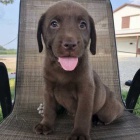 kr�sn� o�kovan� a rozko�n� �t��ata labradorsk�ho retr�vra