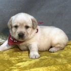 O�kovan�, zdrav� �t��ata labradorsk�ho retr�vra na prodej