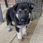 Velkolep�, zdrav� a kr�sn� n�meck� ov��k �t��ata.