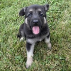 Rozko�n� a spole�ensky vycvi�en� �t���tka n�meck�ch ov��k� na prodej.