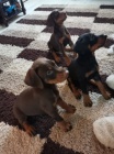 O�kovan�, zdrav� �t��ata samc� a samic doberman� na prodej