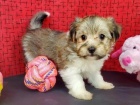Na prodej roztomil� a soci�ln� vy�kolen� �t���tka Havanese.