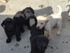 LABRADOR - �t�n�tka s PP