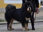 Tibetsk� doga �t��ata s PP 2020/21      