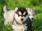 Sibi�sk� Husky �t��ata s PP