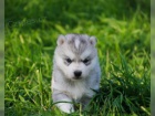 Sibi�sk� Husky �t��ata s PP