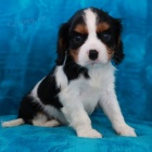 Kr�sn� a rozko�n� �t���tka KING CHARLES SPANIEL na prodej