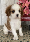 O�kovan� �t��ata King Charles Spaniel.