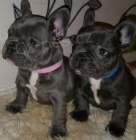 francouzsk� buldok �t��ata