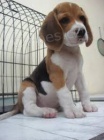 ��asn� beagle