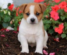 Jack Russell �t��ata