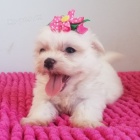 Malt�zsk� ps�k , Malt�z��ek mini