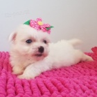 Malt�zsk� ps�k , Malt�z��ek mini