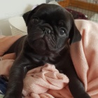 Mops �t��ata k dispozici