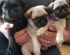 Mops �t��ata / Mops �t��ata