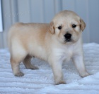 Zlat� retr�vr �t�te