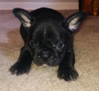 Francouzsk� buldo�ek bez pp 