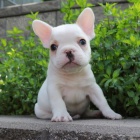 Francouzky Buldo�ky