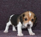 trikolorn� b�glov�