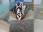 Sibi�sk� husky �t��ata - original s PP