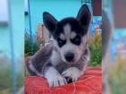 Sibi�sk� husky �t��ata s PP