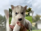 Sibi�sk� husky �t��ata s PP